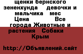 щенки бернского зененхунда. 2 девочки и 2 мальчика(2 мес.) › Цена ­ 22 000 - Все города Животные и растения » Собаки   . Крым